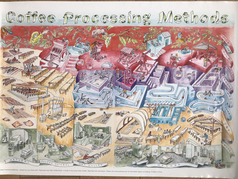 Coffee Processing Methods Poster